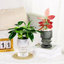 Hydroponic flower pot with automatic watering garden decoration
