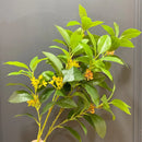 Set of 6 artificial silk osmanthus plants for commercial decoration