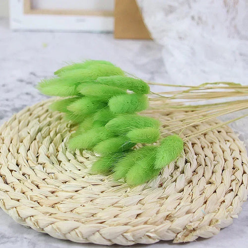Dried bunny tail grass bouquet for festive decorations - vue 11 sur 23
