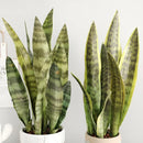 Set of 3 artificial plant branches for indoor and outdoor decoration