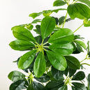Large artificial tropical plant for indoor and outdoor decoration