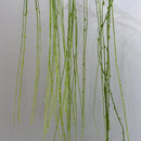 Artificial weeping willow plastic plant for indoor decoration