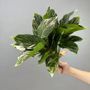 Artificial plant decorative foliage for weddings and events