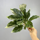 Artificial plant decorative foliage for weddings and events