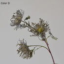 Leucospermum artificial flowers for wedding decoration