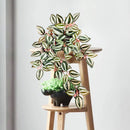 Artificial hanging scindapsus aureus plant for indoor and outdoor decoration