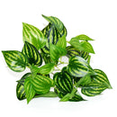Artificial plants for wall and garden decoration