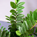 Artificial ficus banyan tree for indoor and outdoor decoration