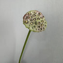 Artificial lotus plant real touch floral decoration for interiors