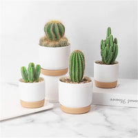 Double layer automatic flower pot for succulent plants