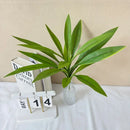 Decorative artificial green plants for balcony and hotel