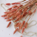 Dried bunny tail grass bouquet for festive decorations