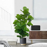 Artificial tropical ficus tree for indoor and outdoor decoration