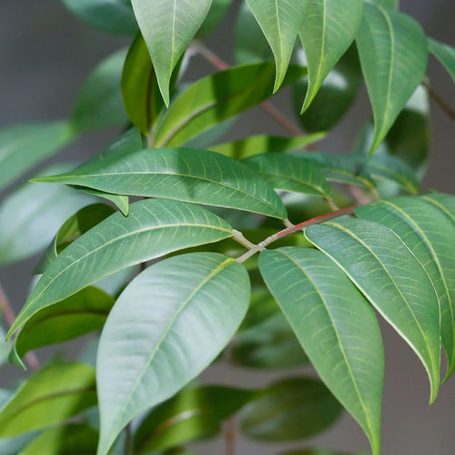 Large artificial plants for indoor and outdoor decoration - vue 5 sur 6