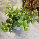 Set of 6 artificial silk osmanthus plants for commercial decoration