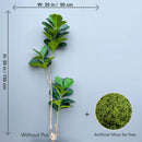 Artificial ficus branches with large banyan leaves for garden decoration