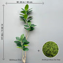 Artificial ficus branches with large banyan leaves for garden decoration