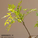 modern glass vase for home decor and dried flowers