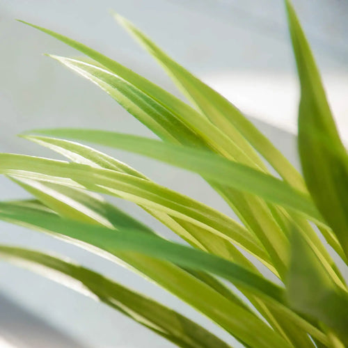Artificial chlorophytum plants for indoor and outdoor decoration - vue 6 sur 7