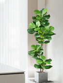 Large artificial ficus tree for indoor and outdoor decoration
