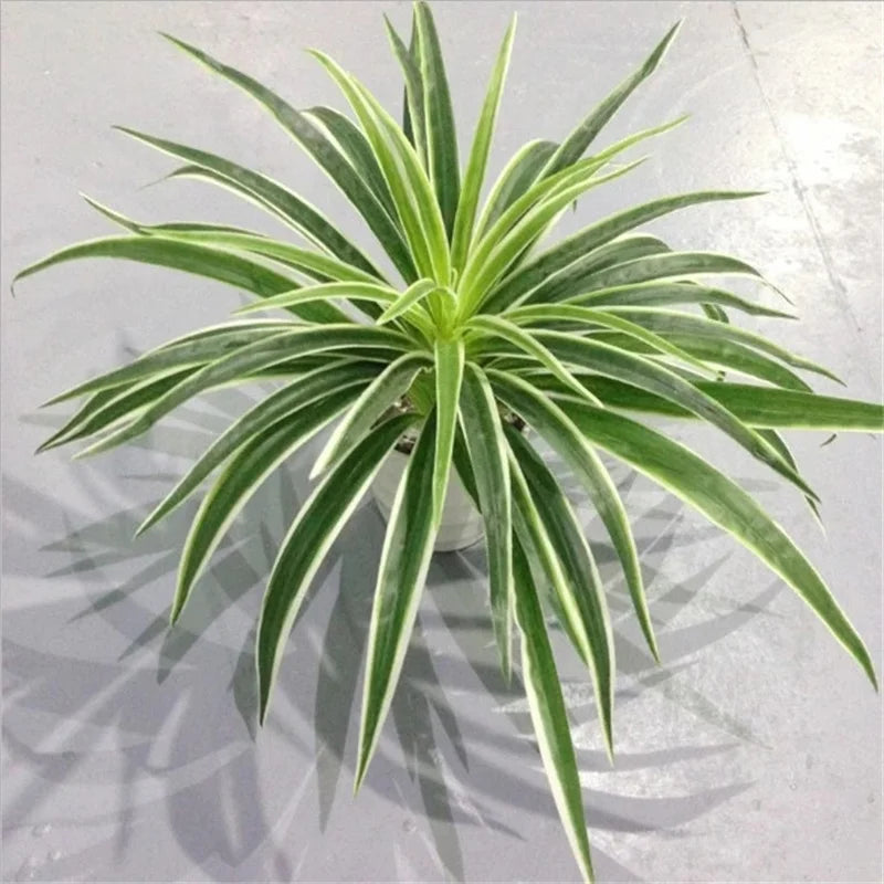 Decorative artificial chlorophytum plants for indoors without pot
