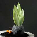 Artificial tropical plant with orchid leaves for indoor decoration
