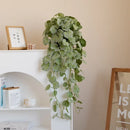 Artificial hanging plants begonia and silk fern vines