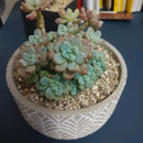Silicone mould for concrete flower pot with leaf pattern