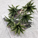 Tropical potted plant with decorative palm and bamboo