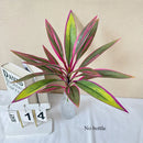 Decorative artificial green plants for balcony and hotel