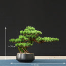 Artificial bonsai tree for indoor decoration and landscaping