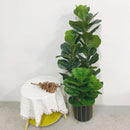 Artificial ficus lyrata plant for indoor and outdoor decoration