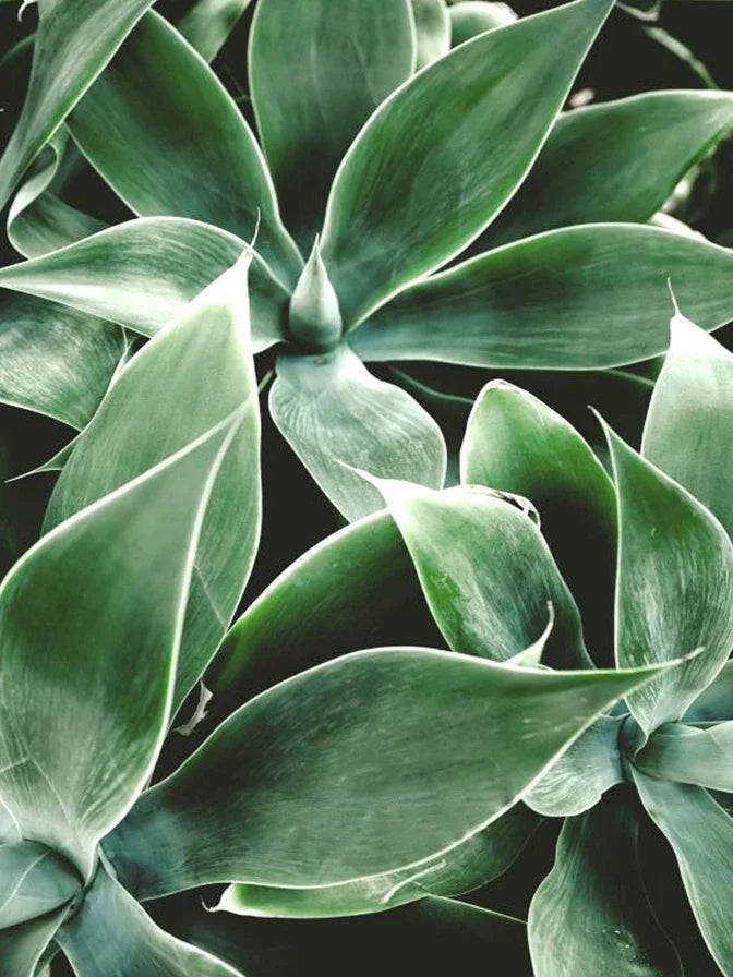 5D diamond painting green plant full embroidery decorative mosaic