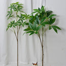 Artificial fortune tree with green foliage