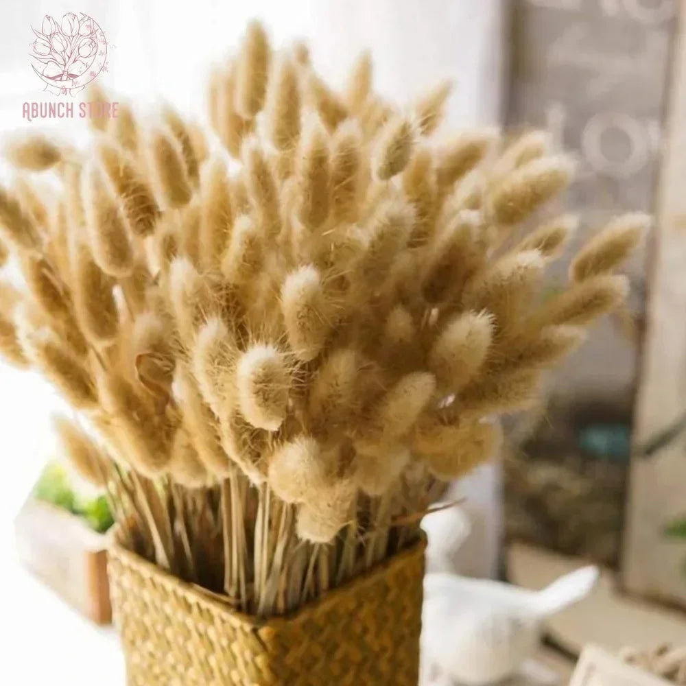 Dried bunny tail grass bouquet for festive decorations