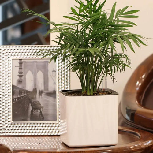 White Self Watering Planter, Water Indicator, Modern Decorative Planter Pot for all House Plants Flowers, Herbs, Vegetables - vue 4 sur 6