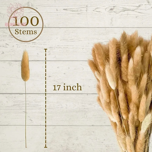 Dried bunny tail grass bouquet for festive decorations - vue 5 sur 23