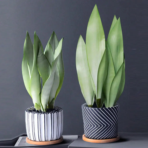 Artificial succulent plants in plastic for indoor decoration - vue 5 sur 12