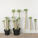 Large artificial potted plant for indoor and outdoor decoration