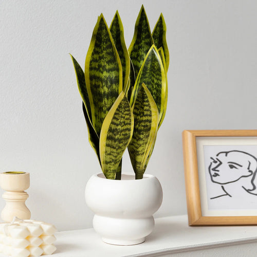 Artificial succulent plants in plastic for indoor decoration - vue 4 sur 12