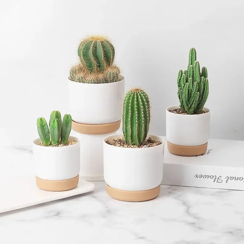 double layer round pot for succulent plants - vue 2 sur 10