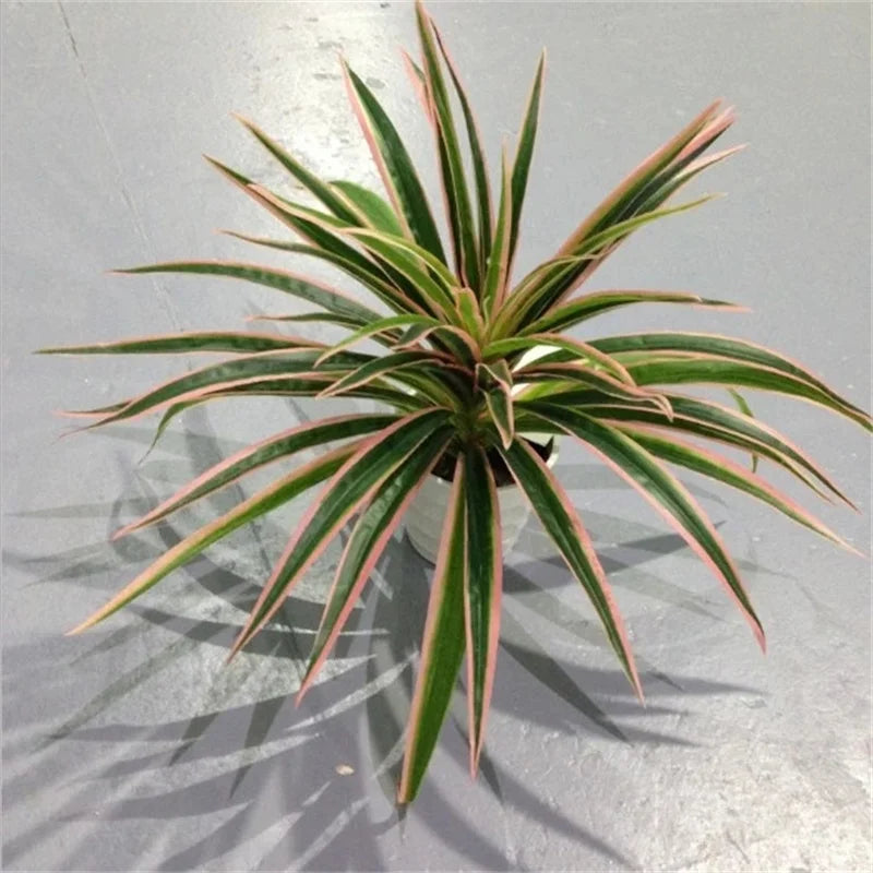 Decorative artificial chlorophytum plants for indoors without pot
