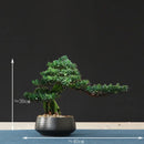 Artificial bonsai tree for indoor decoration and landscaping