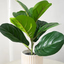 Artificial ficus plant in plastic for indoor and outdoor decoration