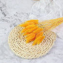 Dried bunny tail grass bouquet for festive decorations