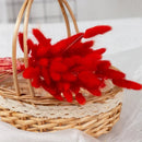 Dried bunny tail grass bouquet for festive decorations