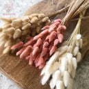 Dried bunny tail grass bouquet for festive decorations