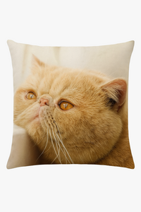 Decorative cushion cover with cute cat pattern for interiors